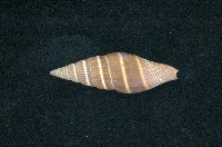 藏品(丁蠣)的圖片